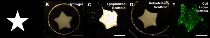 Bioprinting of Collagen Methacrylamide (CMA) Scaffolds