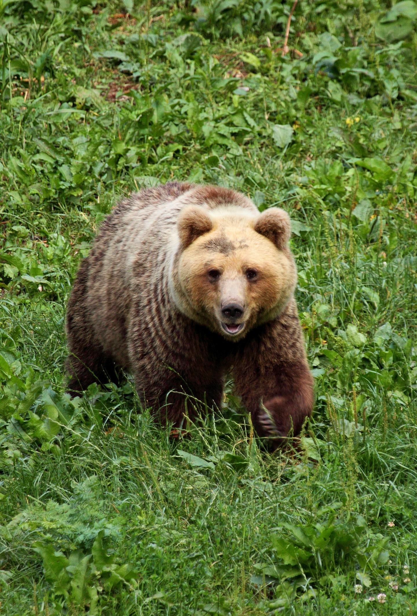 Comeback for Europe's Large Carnivores (8 of 10)