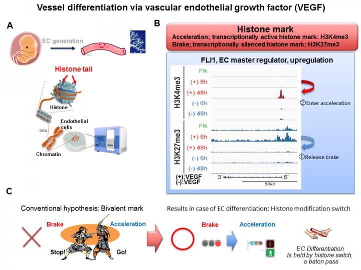 Blood Vessel Differentiation Through Vascular Endothelial Growth Factor