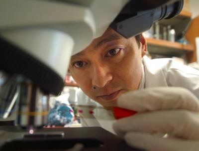 Muscle Cells Self-destruct Rather Than Grow With Use