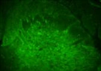 Immunofluorescent Staining