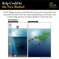 Kelp could be the new biofuel