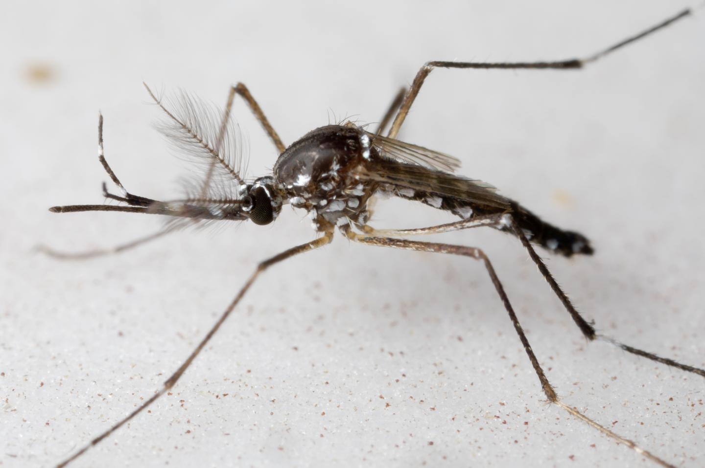 <i>Aedes aegypti</i> Mosquito (Male)