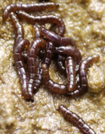 Close up of <I>Belgica antarctica</i> Larvae