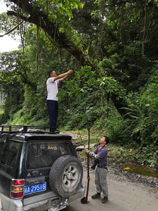 The research team measures the height of a Begonia giganticaulis