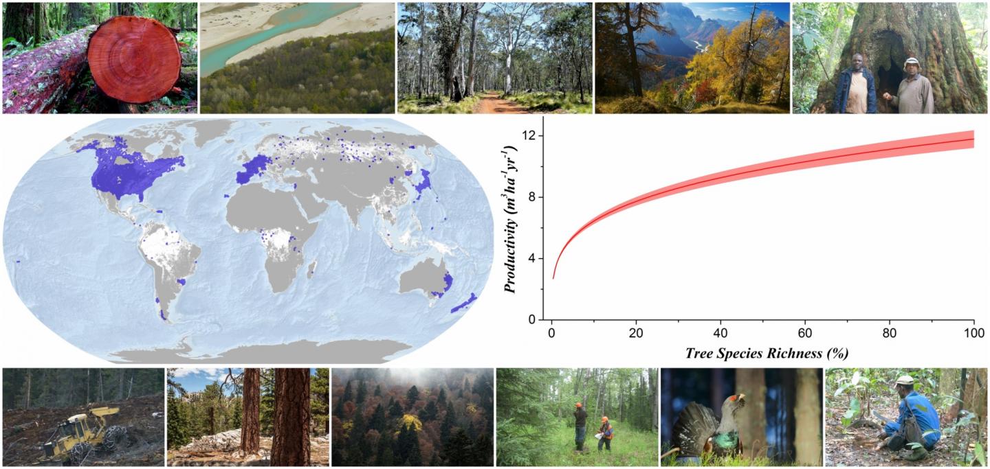 Global Effect of Tree Species Diversity on Forest Productivity