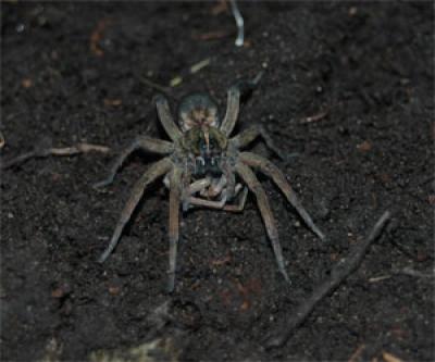 Female Wolf Spider Eating a Male