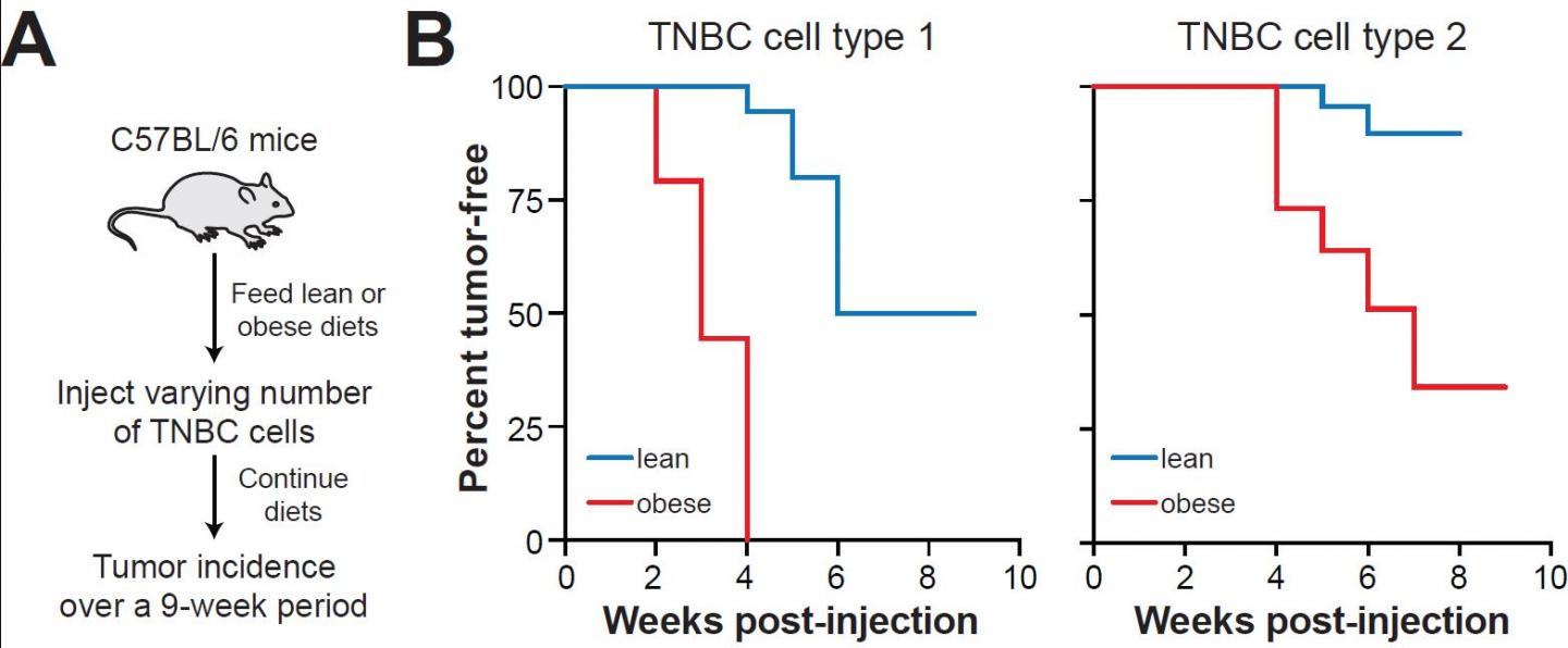 Obesity Facilitates Tumorigenesis by Creating Tumor Permissive Conditions in Multiple Tissues