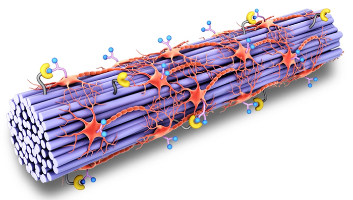 Schematic illustration of engineered Spinal Cord tissues via covalent interactions between cell and biomaterials