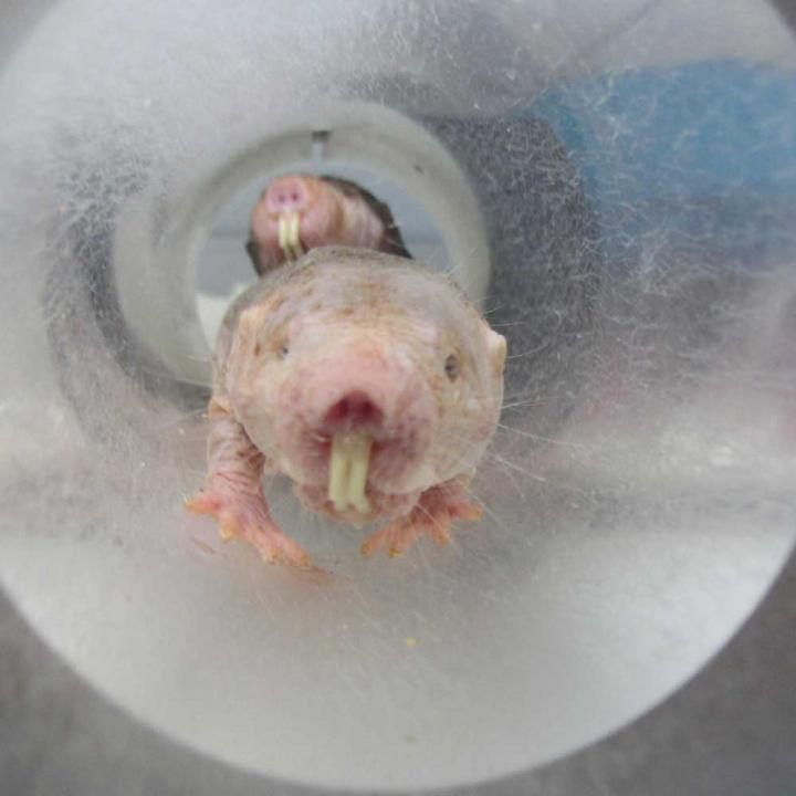 Naked Mole Rats Emerge from a Tube