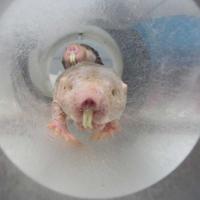 Naked Mole Rats Emerge from a Tube