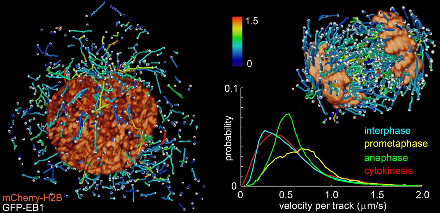 New Microscope Peers at Subcellular Gears in Action (2 of 8)