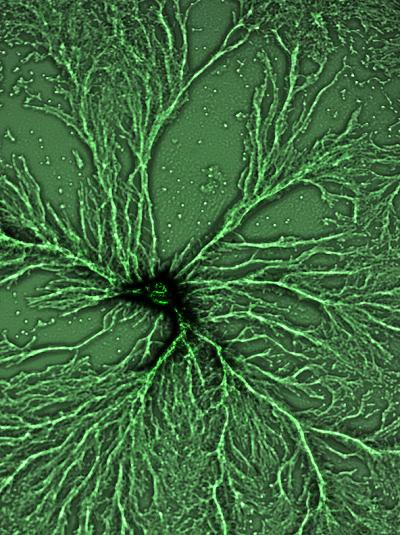 <I>Dictyostelium purpureum</I>