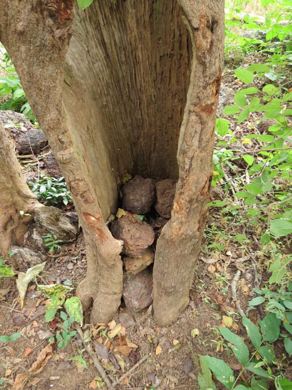 Stone Piles by Chimpanzees