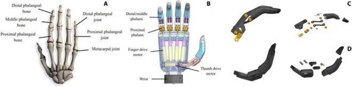 Structure of the human hand and the prosthetic hand.