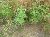 Wild Cannabis Plant