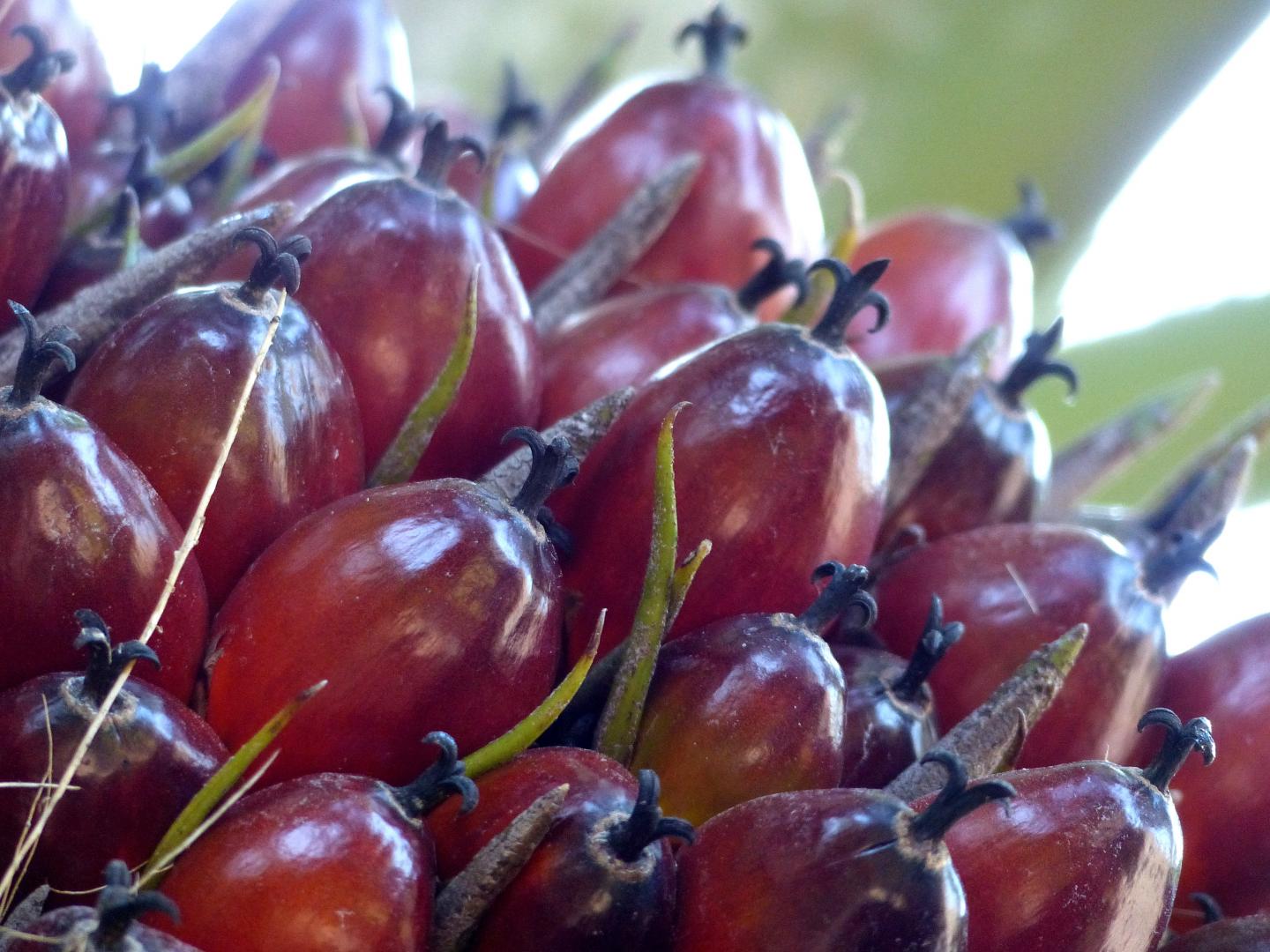 Close-Up of Oil Palm Fruit Bunch
