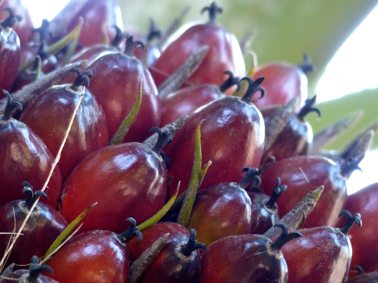 Close-up of oil palm fruit bunch