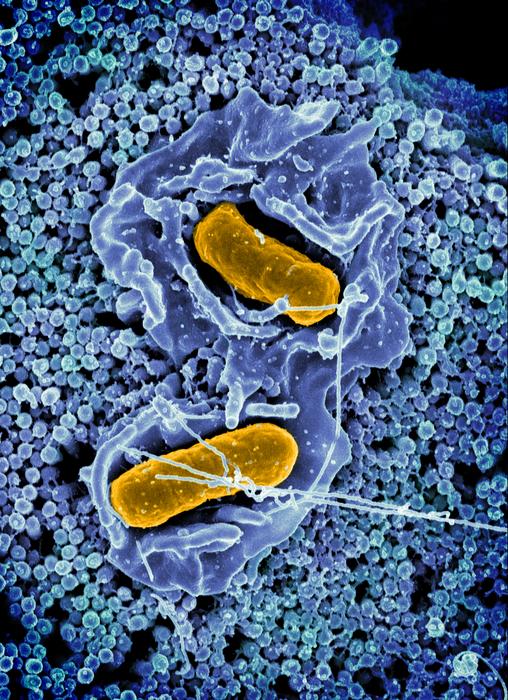 Salmonella image