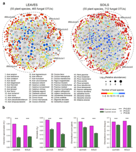 Architectures and characteristic parameters of plant-fungus networks.