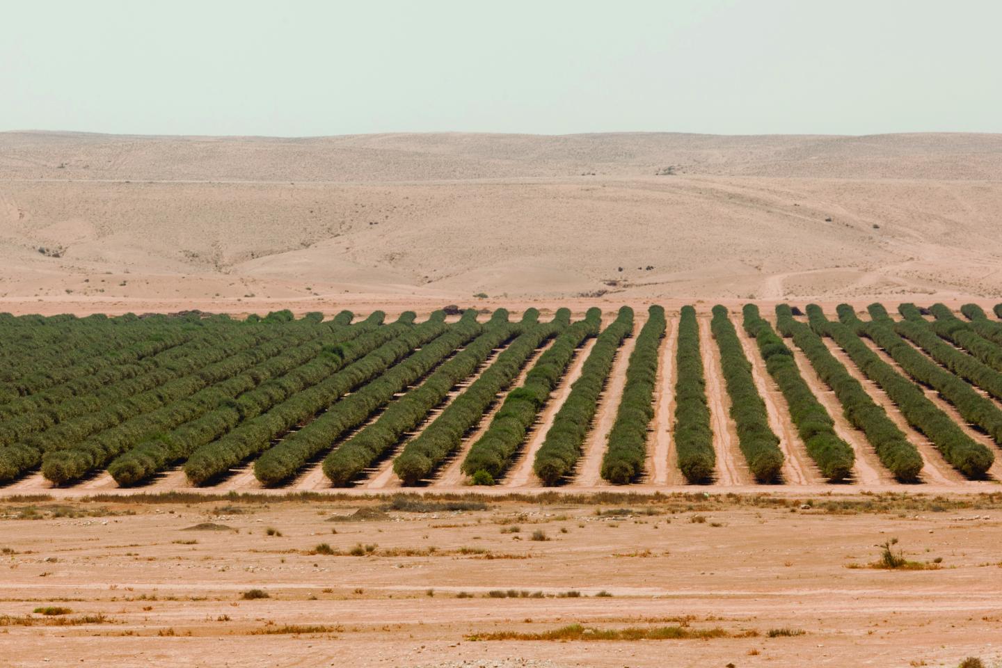 Farm in Israel using Drip Irrigation