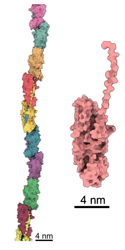 The 3D Reconstruction of a Pilus