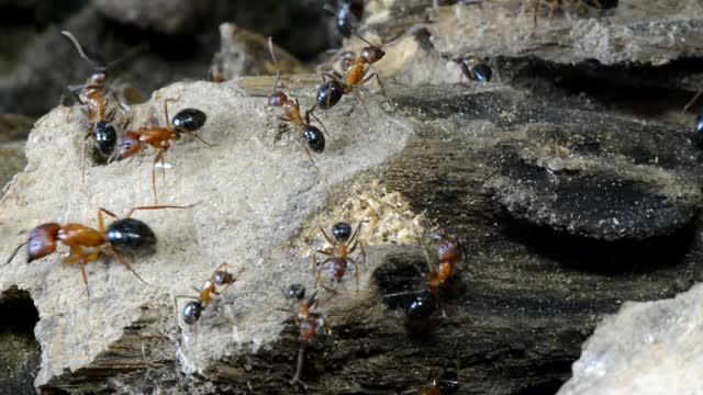 How Epigenetics Can Affect Ants' Behavior (3 of 9)