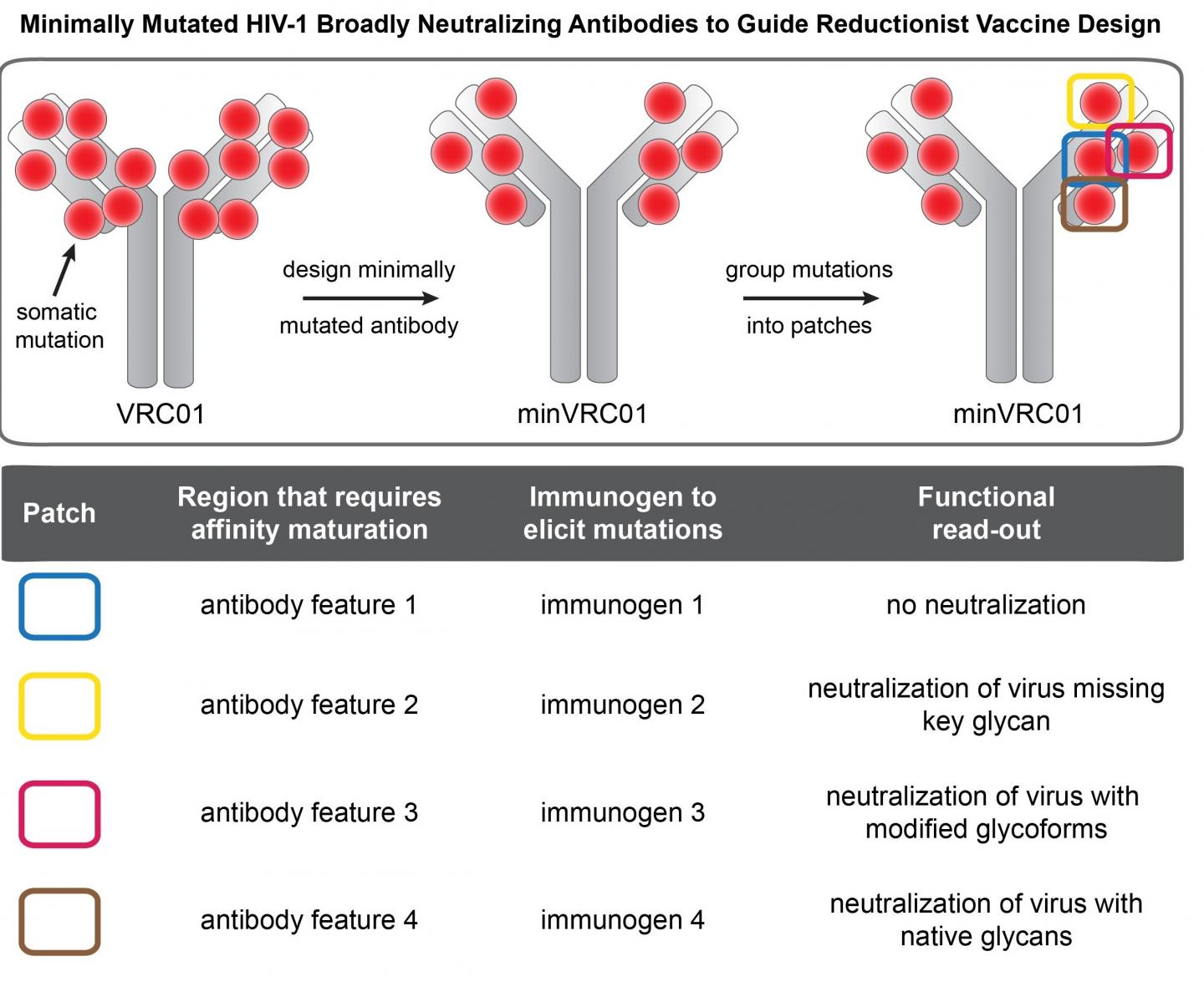 A Reductionist Approach to HIV Vaccine Design