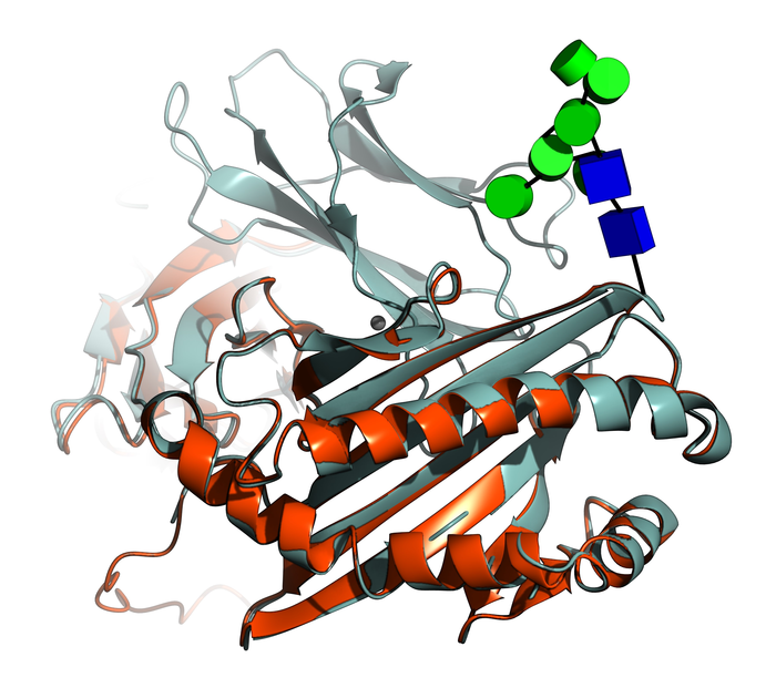 Sugars attached with the reported software are a very good match to both AlphaFold and experimental protein models.