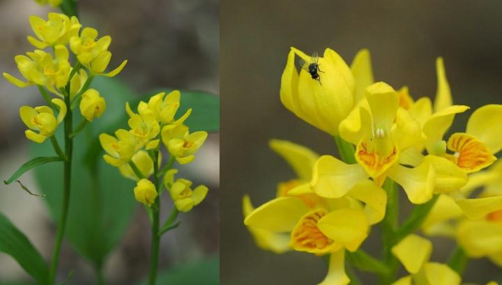 What's Eating These Endangered Orchids?