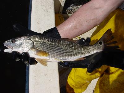 Red Drum with Conventional Tag