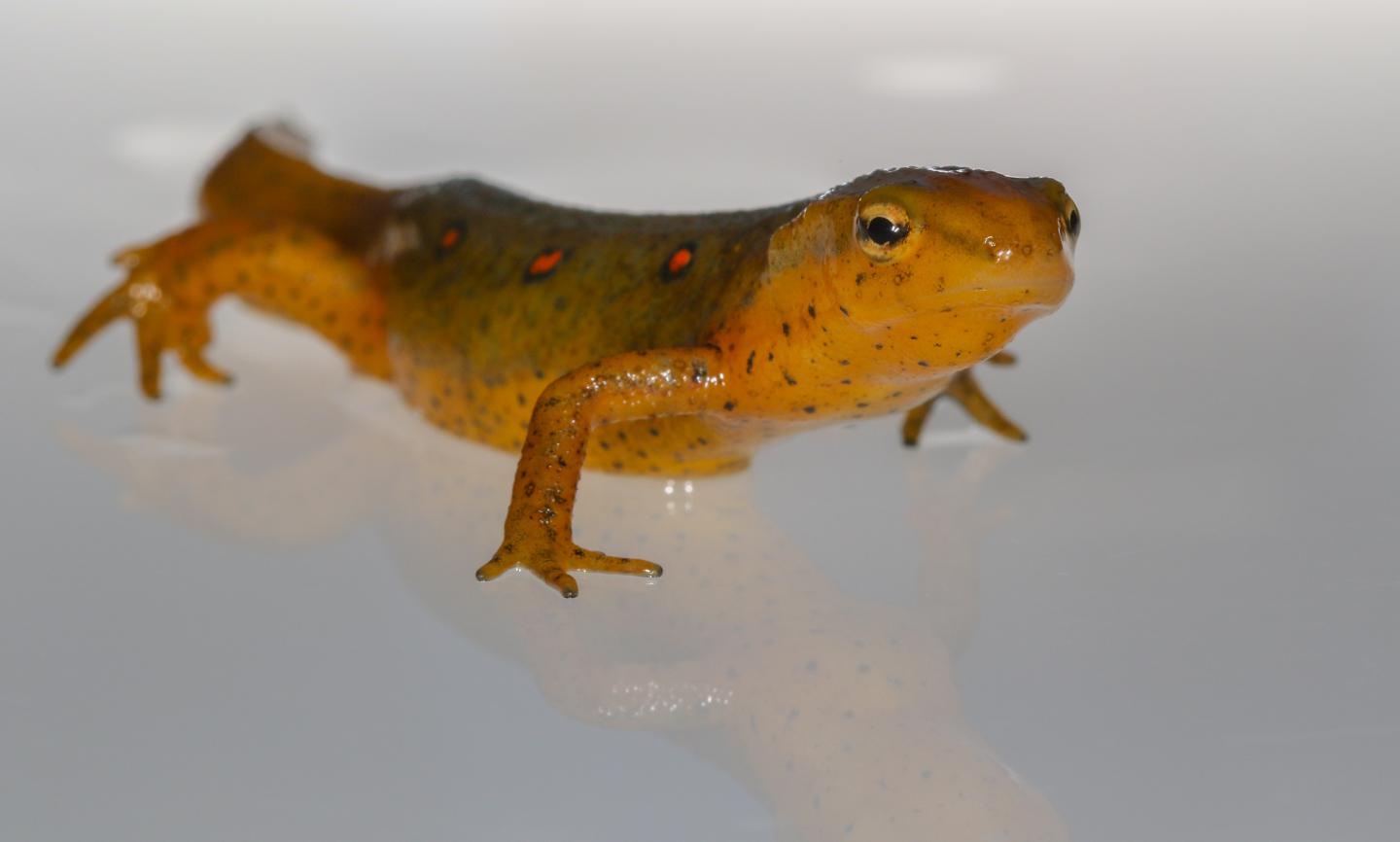 Temperature affects susceptibility of newts to skin-eating fungus