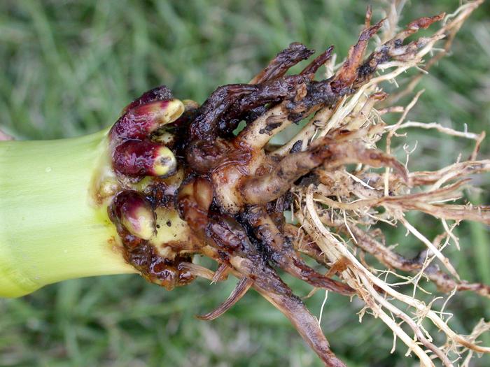 Crop damage inflicted by corn root worms