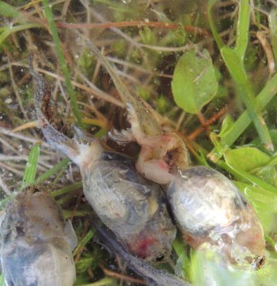 Dying Wood Frog Tadpoles