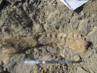 Mansourasaurus Jaw as Found
