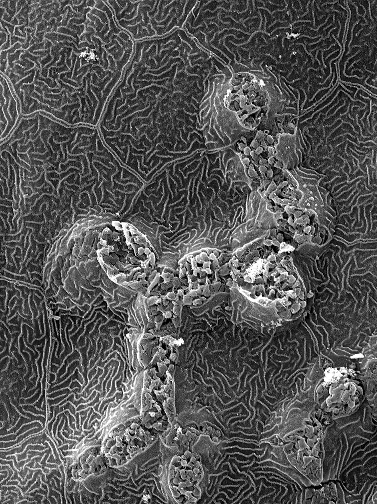 Micrograph of a Region of Zebrafish Skin