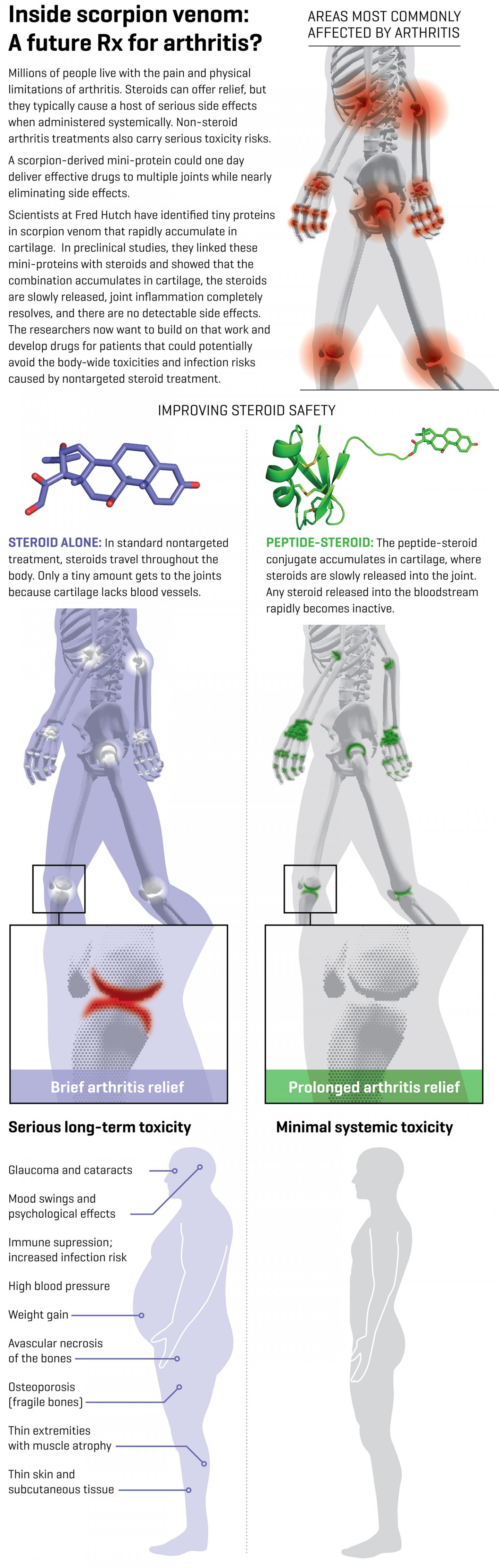 Scorpion-Derived Peptides Deliver Arthritis Drugs to Joints Without Systemic Toxicity (3 of 3)