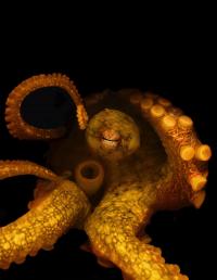 Californian Two-Spot Octopus