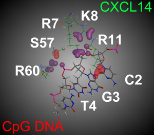 Figure 2 Molecular model showing binding between CpG DNA and CXCL14.