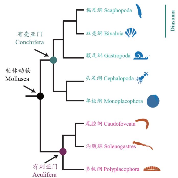 The Diasoma concept recovered in this study