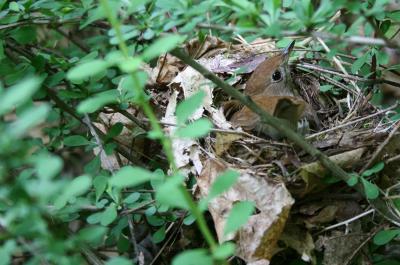 Veery in Barberry