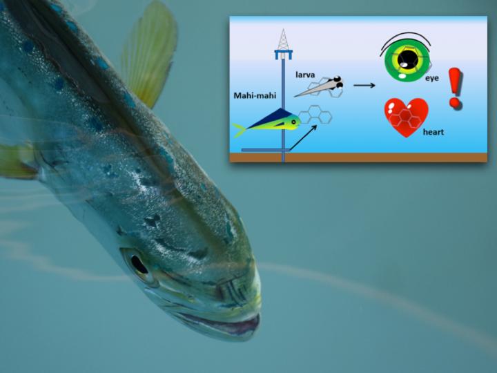 Polycyclic Aromatic Hydrocarbons