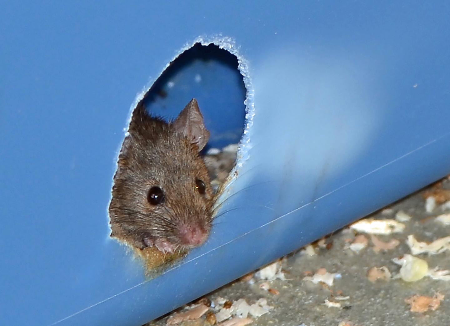 Mouse in Nest Box