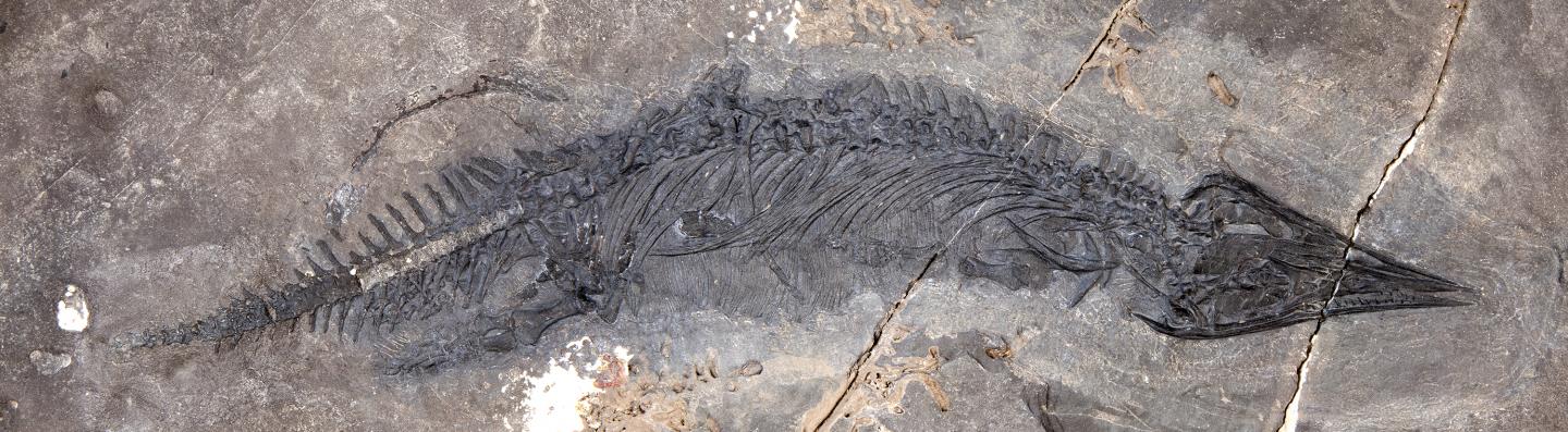 <i>Gunakadeit joseeae</i> Fossil