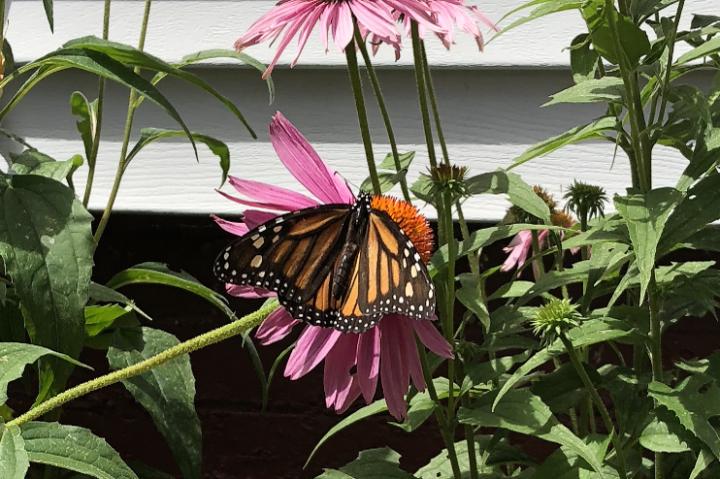 Monarch Butterfly In Urban Garden