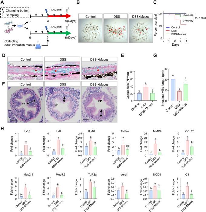 Adult zebrafish mucus plays a protective role in DSS-induced inflammation