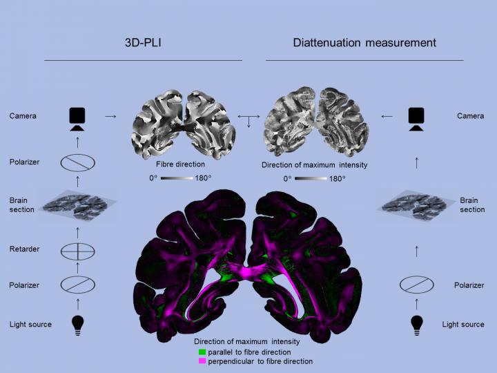 Workflow Diattenuation Imaging