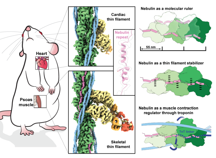 3D-Structure of Nebulin in its native environment and its function in muscles