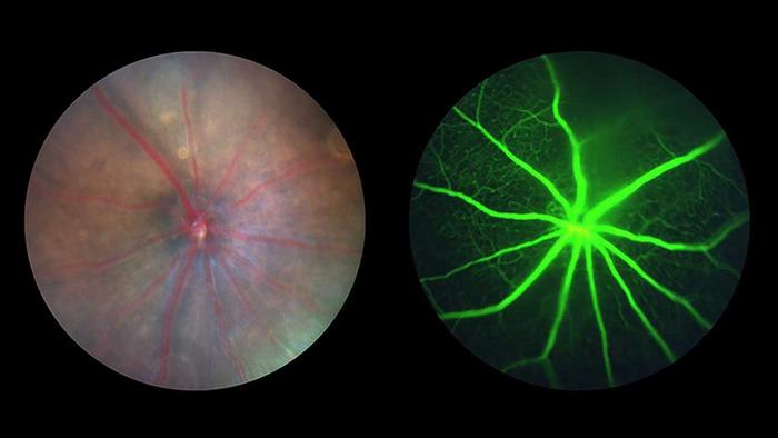 Images of mouse retina before spaceflight