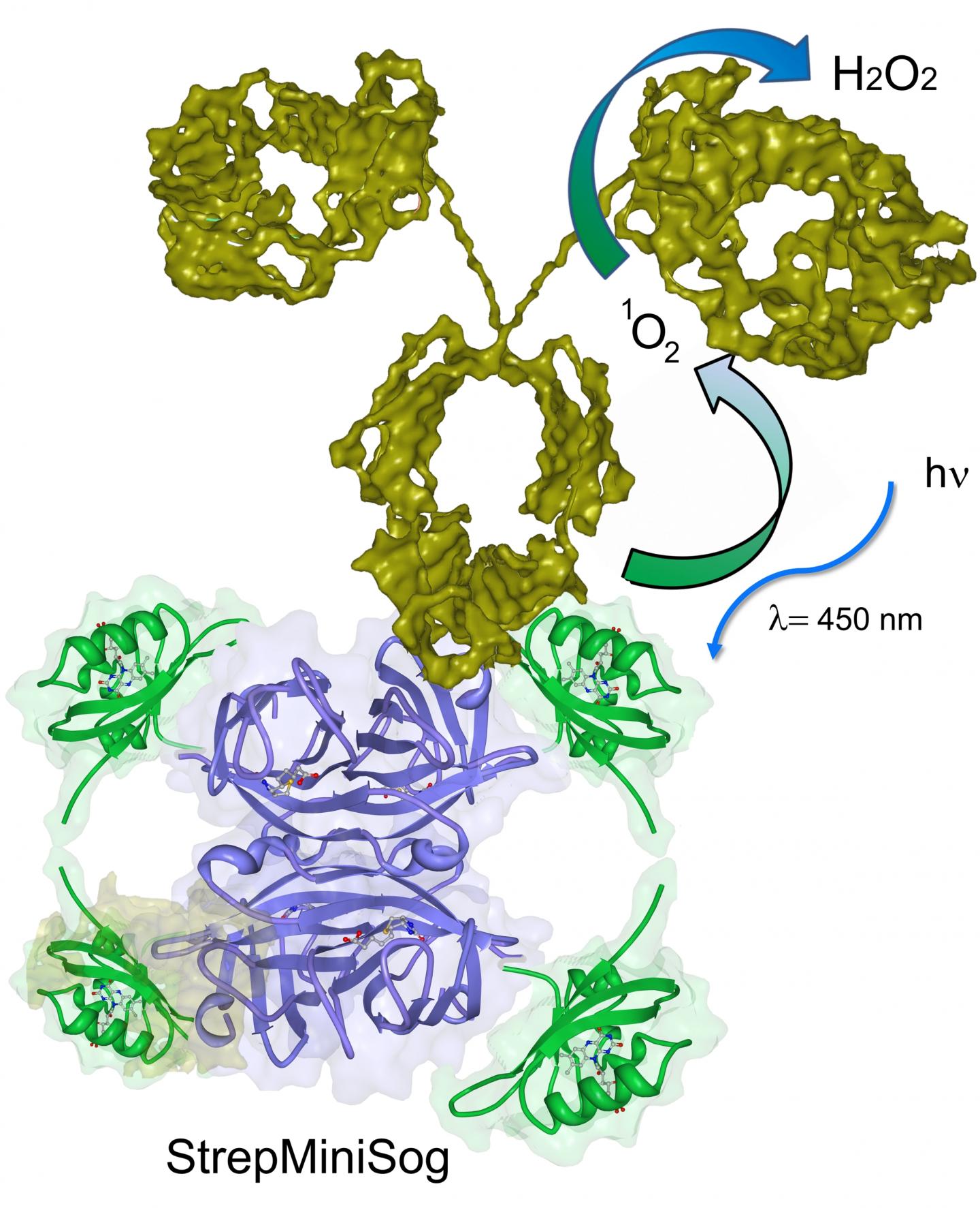Graphic of StrepMiniSog